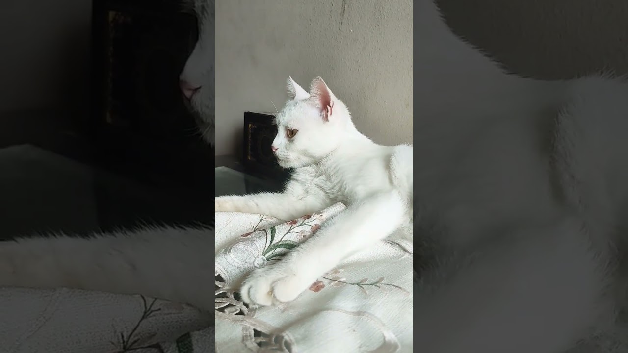 احب الانتخه