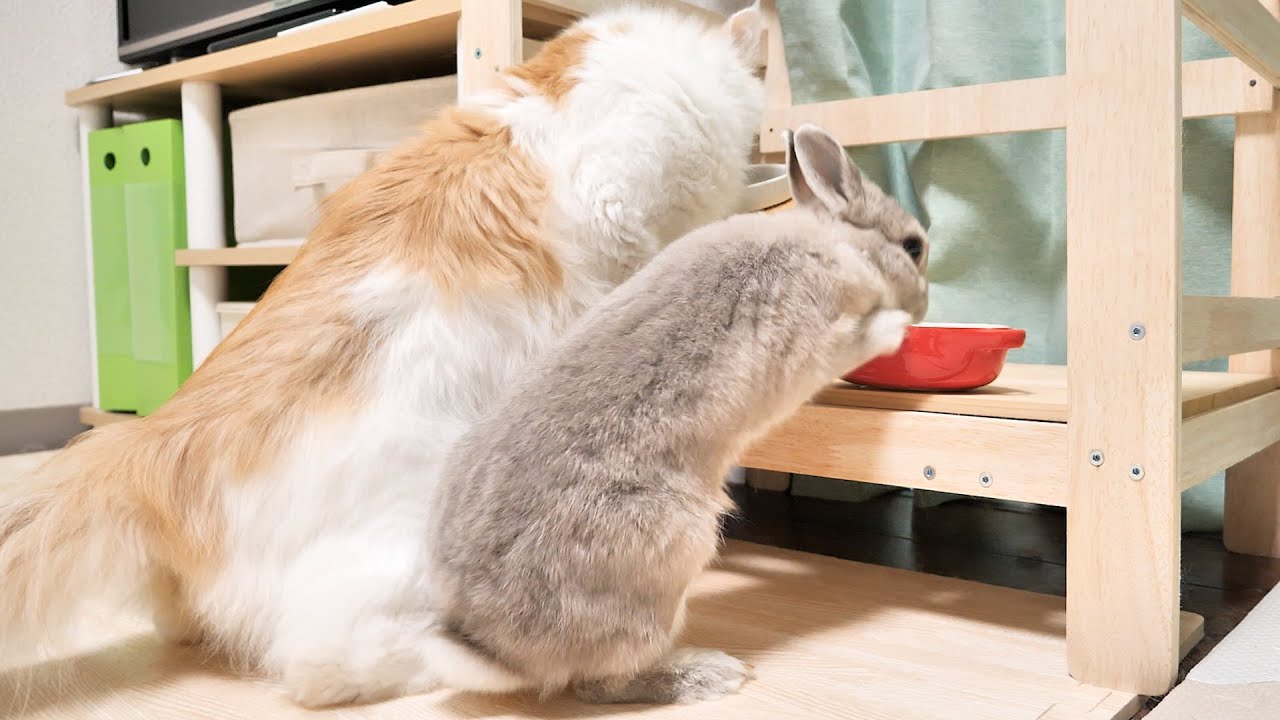 お腹ぺこぺこでお留守番頑張ってたうさぎさんと猫にいそいで晩ごはん提供したらがっつき方が凄かった