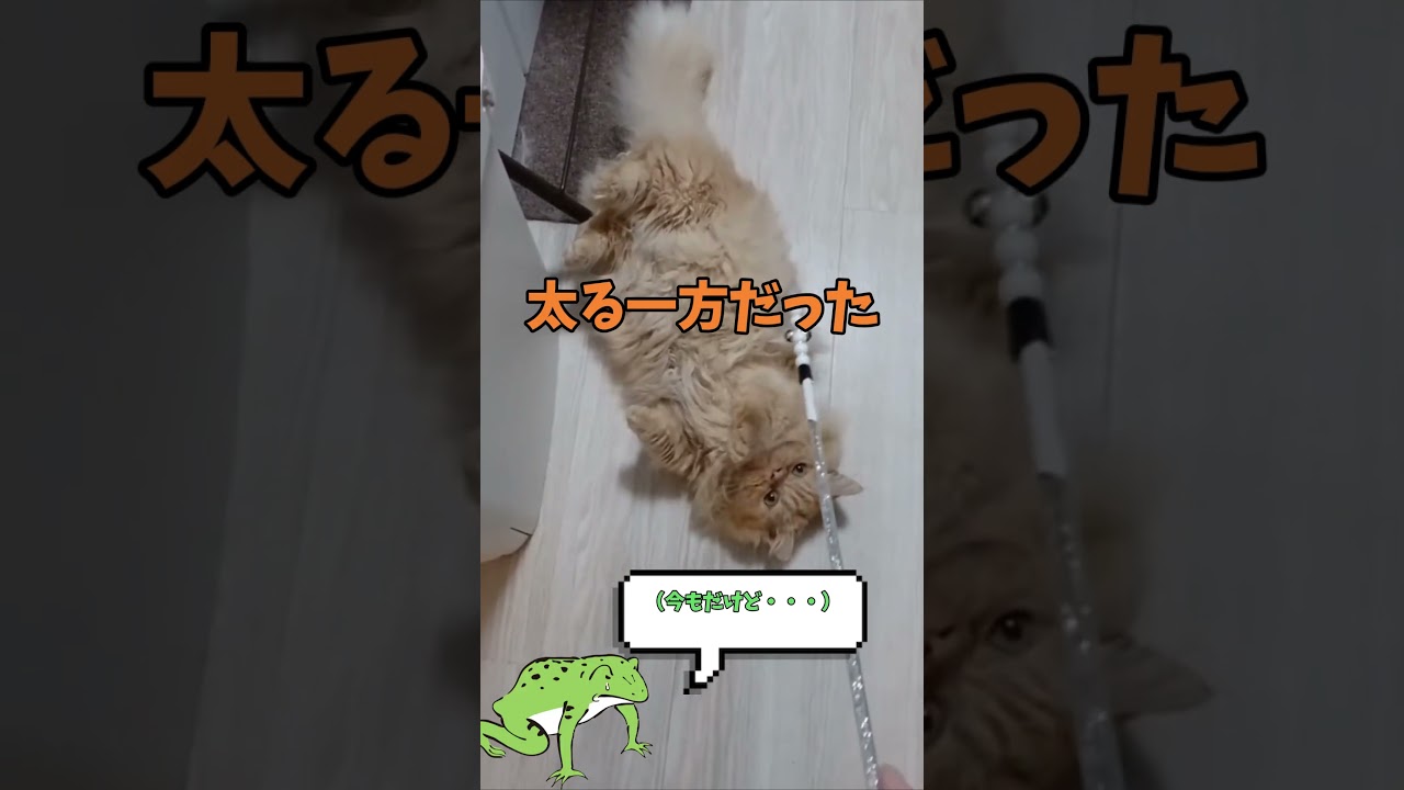 【あずみた】今日のねこ【09/19】#shorts  #cat