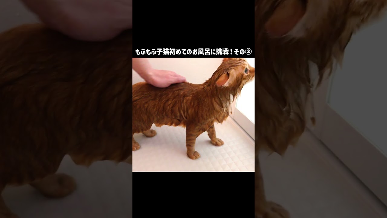 もふもふ子猫初めてのお風呂に挑戦！その③【サイベリアンの風（ふう）】#shorts #子猫 #猫のいる生活  #茶トラ #サイベリアン