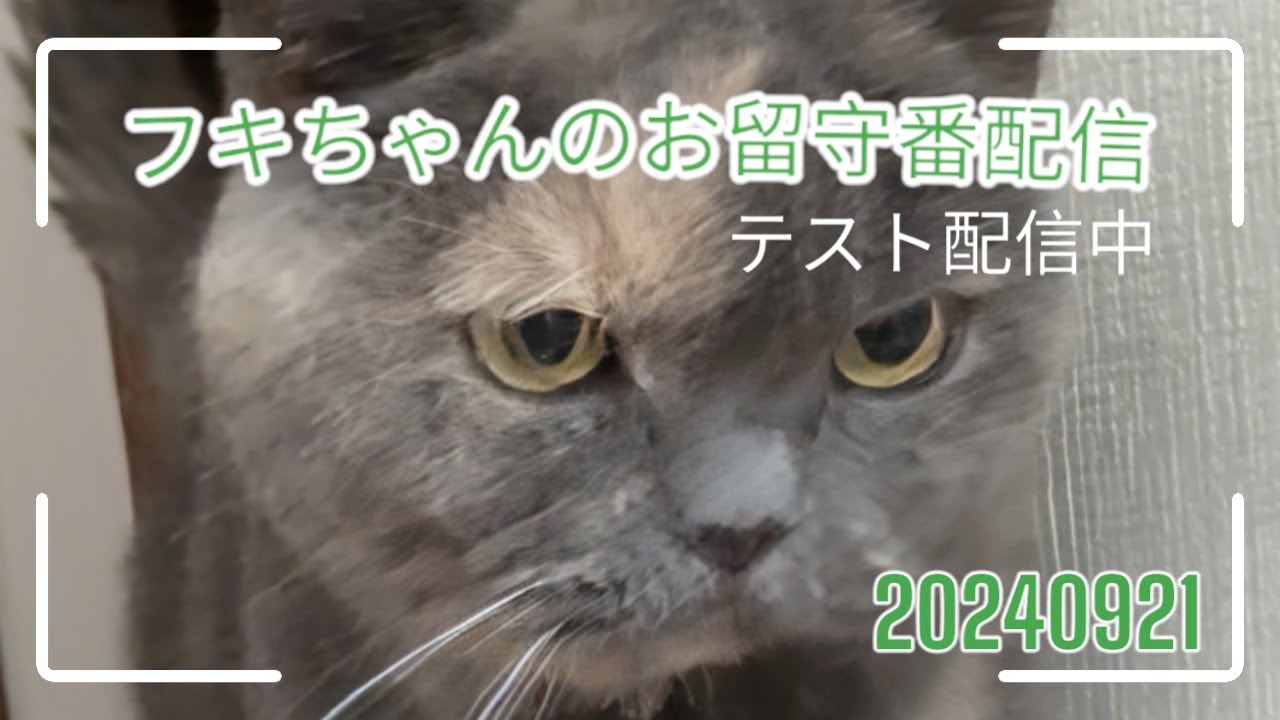 フキちゃんのお留守番無人配信（テスト版）