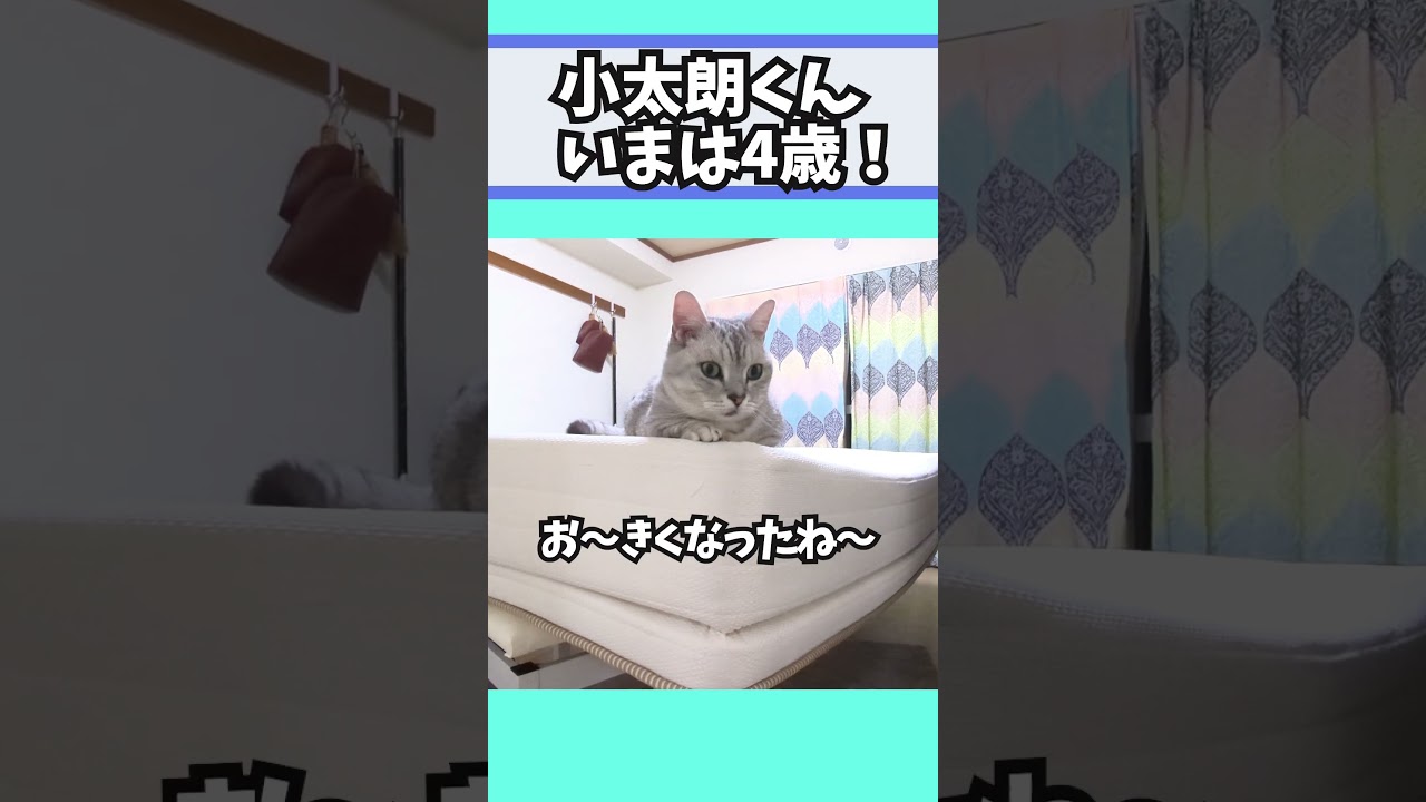 【ぽっちゃん家】お～成長っぷりがすごい！　vol.65 #猫   #cat #animals #shorts