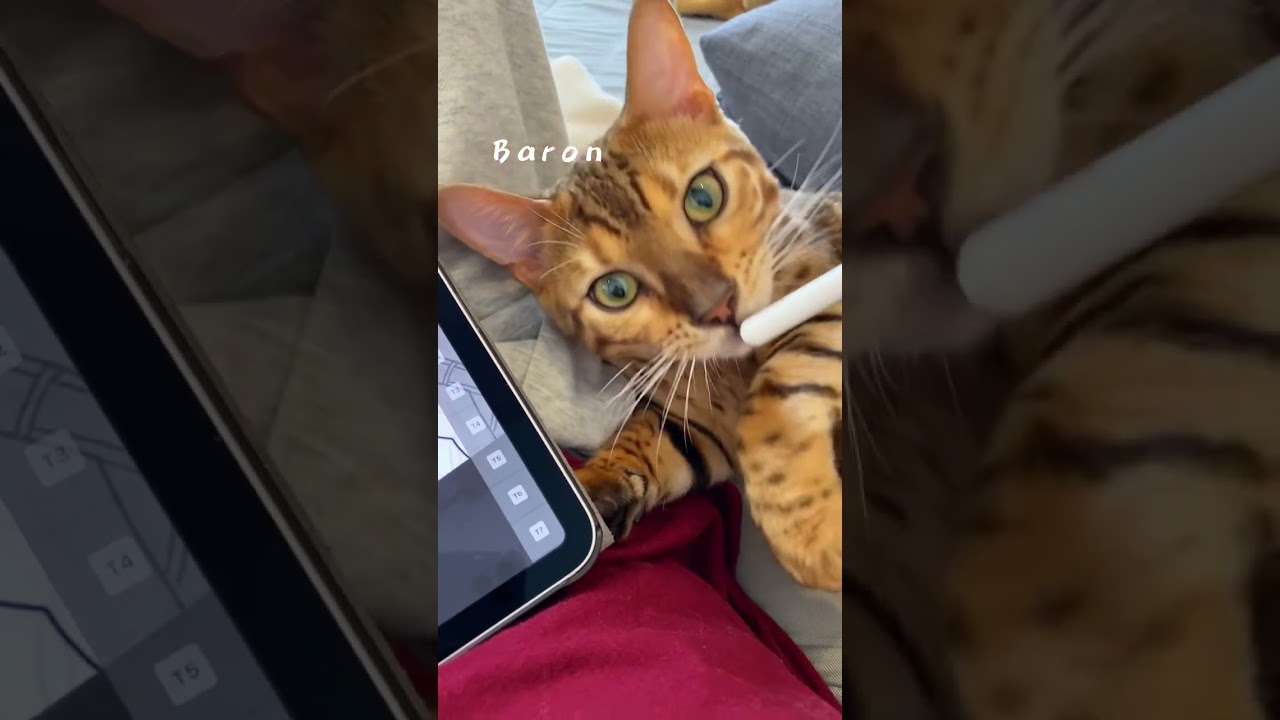 見つめられて💕#ベンガル猫 #猫 #bengalcat #cat #ねこのいる生活 #可愛い