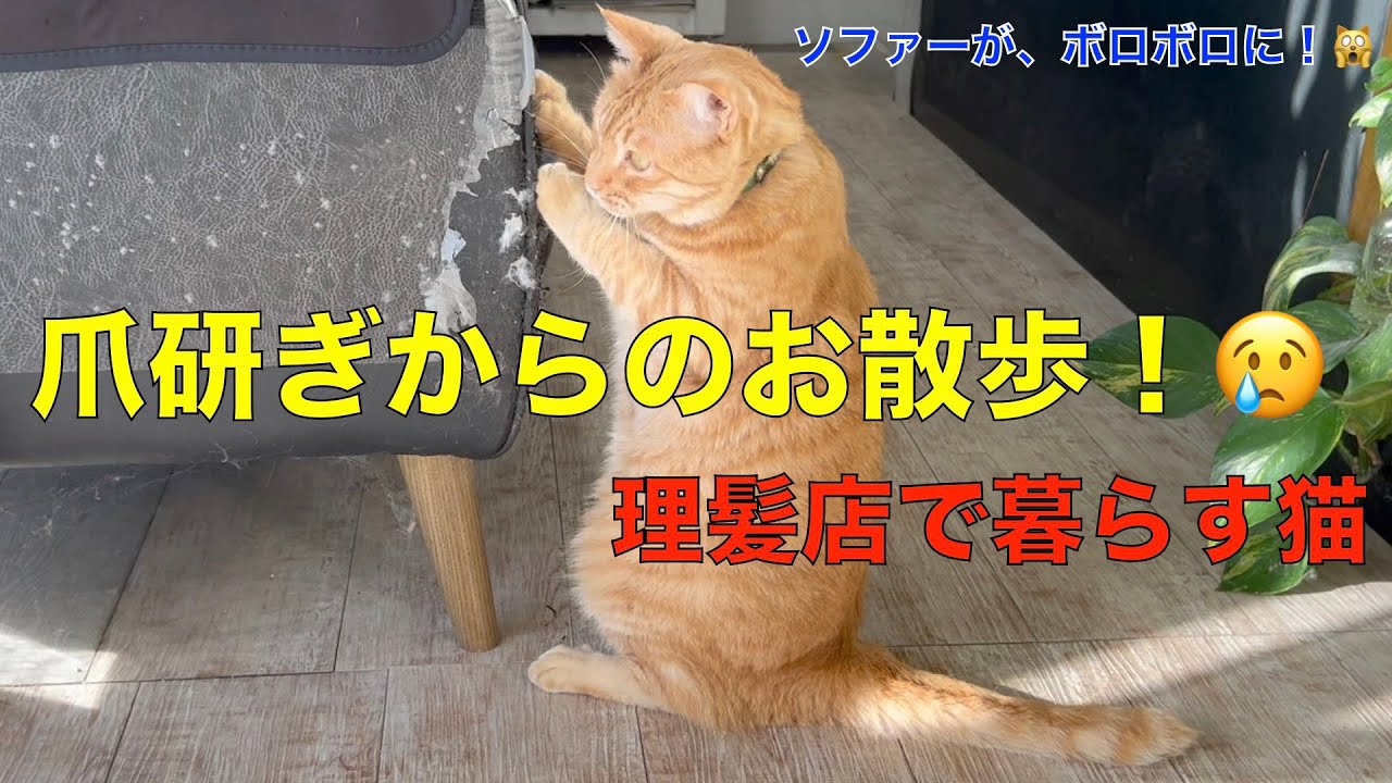 爪研ぎからのお散歩に出かける理髪店で暮らす猫！ソファーが、ボロボロに😢なぜそこで、爪を研ぐの？