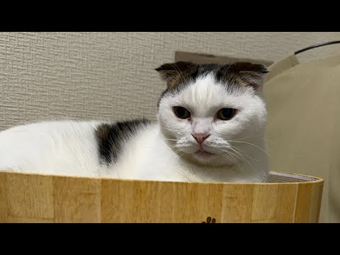 頭が平らなマンチカンかいちゃんのペースでライブ配信中！#ライブ配信 #live