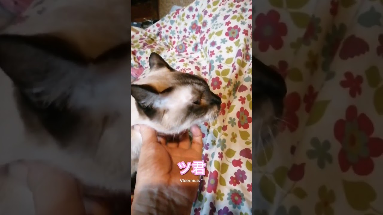 シャム猫#shorts #猫#cat #シャムミックス#15歳