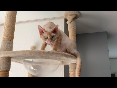 訳あってデボンレックス兄のお気に入りのハンモックが使えない状況にしてみました(What if Devon Rex cat's favorite hammock is not available?)