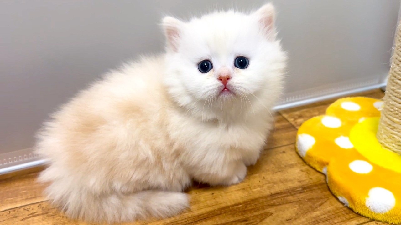 ★まとめ★いつかのクルミ家の子猫達をまとめてみた件【猫のいる生活Vol.735～738】出産動画 マンチカン短足・ミヌエット・ペルシャ猫専門ブリーダー『ペット蔵人』【子猫の成長記録】