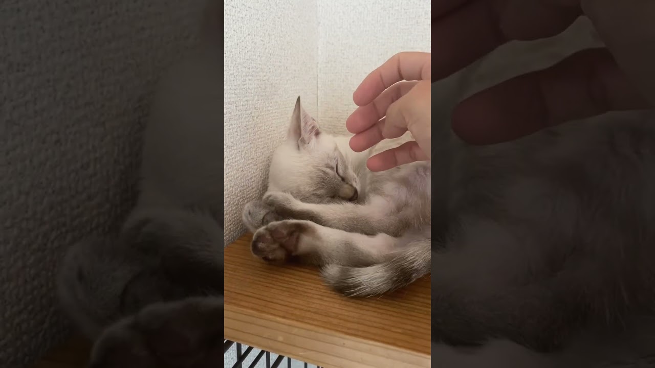 なんだ寝返り　#元保護猫　#シャムトラ　#シャムミックス　#cat #猫耳 #kitten #シャムmix  #子猫 #猫耳
