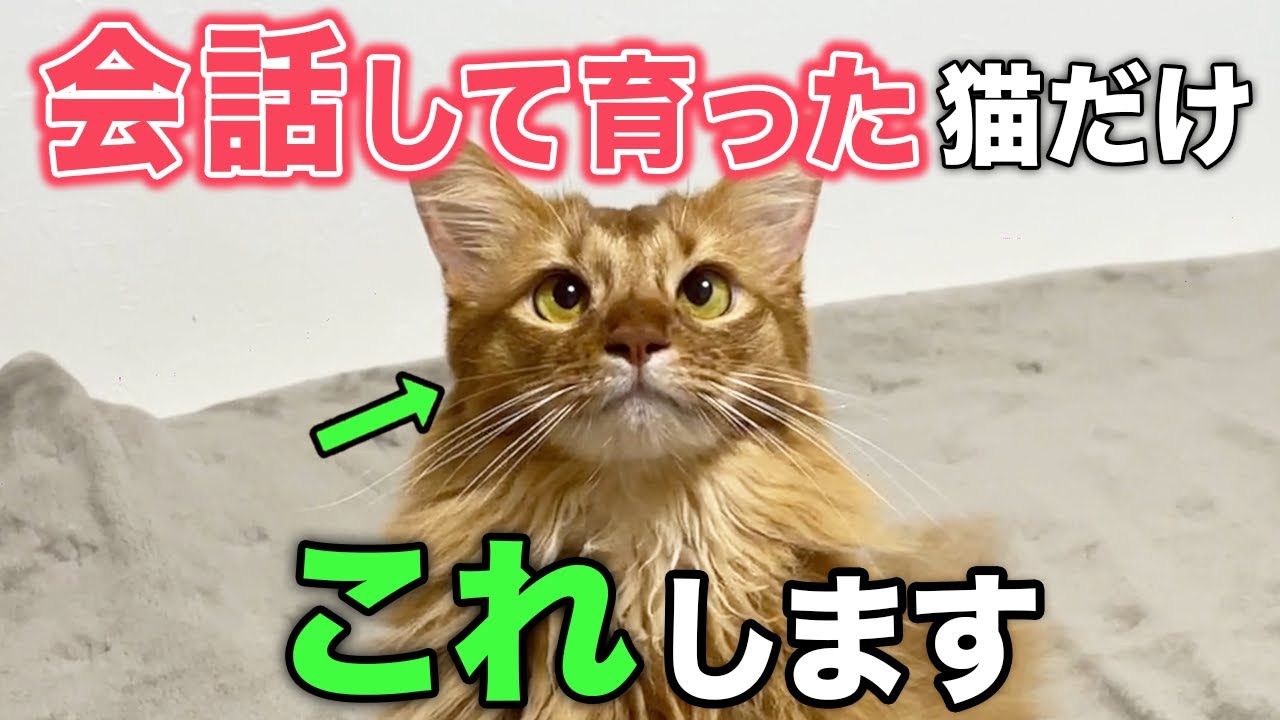 飼い主とたくさん会話してきた猫が見せる行動9選【完全解説】