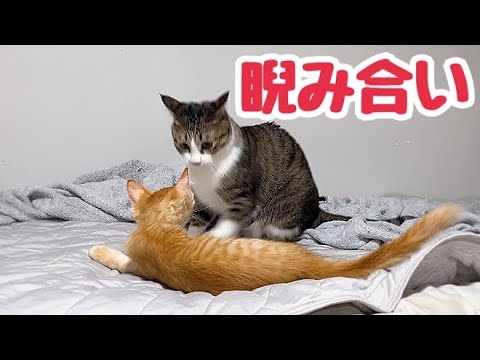 子猫の遊びも段々と激しさを増してきた かわいいやんのかステップ