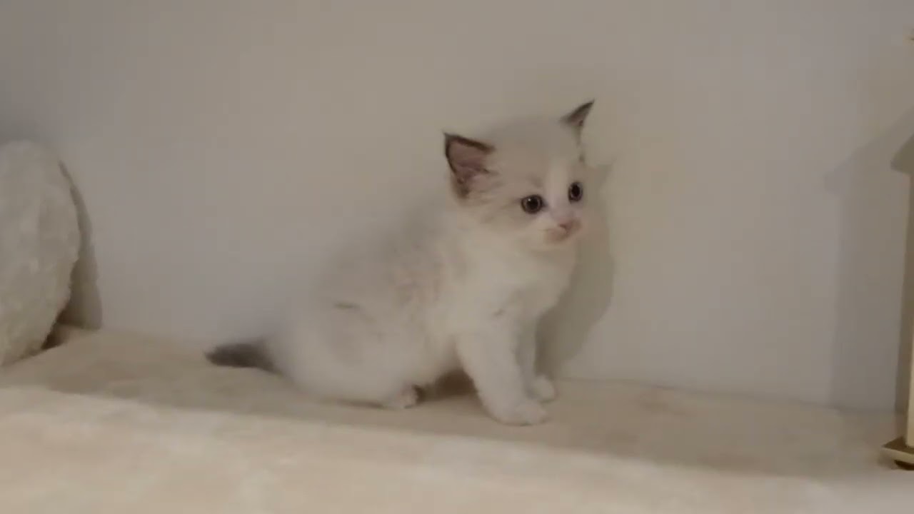 ラグドール 【シールポイントバイカラー】コバルトブルーの目が綺麗な男の子🏝️