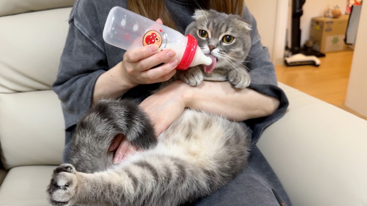 甘えん坊の猫にミルクを与えたらこうなりました笑[マンチカンの銀時]