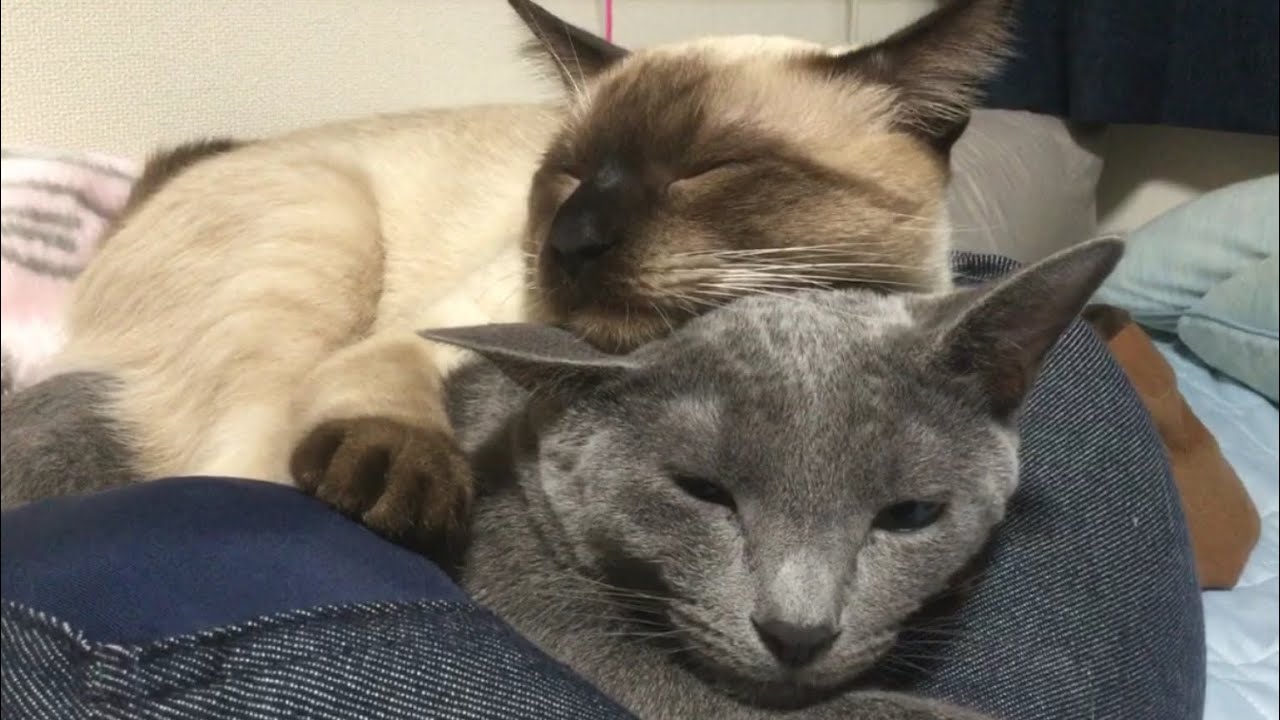 暖まる猫　　ロシアンブルー＆シャム