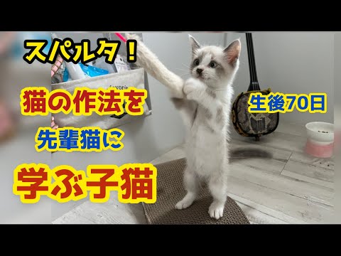 猫の掟をオラオラで学ぶ子猫