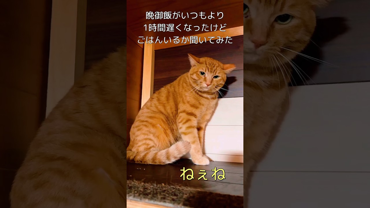 晩御飯がいつもより1時間遅くなったけど、ごはんいるかどうか猫に聞いてみた！！