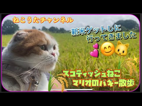 新米ゲットしました。稲穂が🌾美しいかったです。スコティッシュねこのマリオより❤️