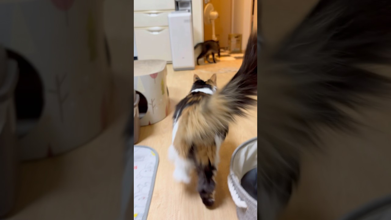 追いかけ逃げてまた戻ってくるパンクとうまこ！ #メインクーン #きじとら #cat
