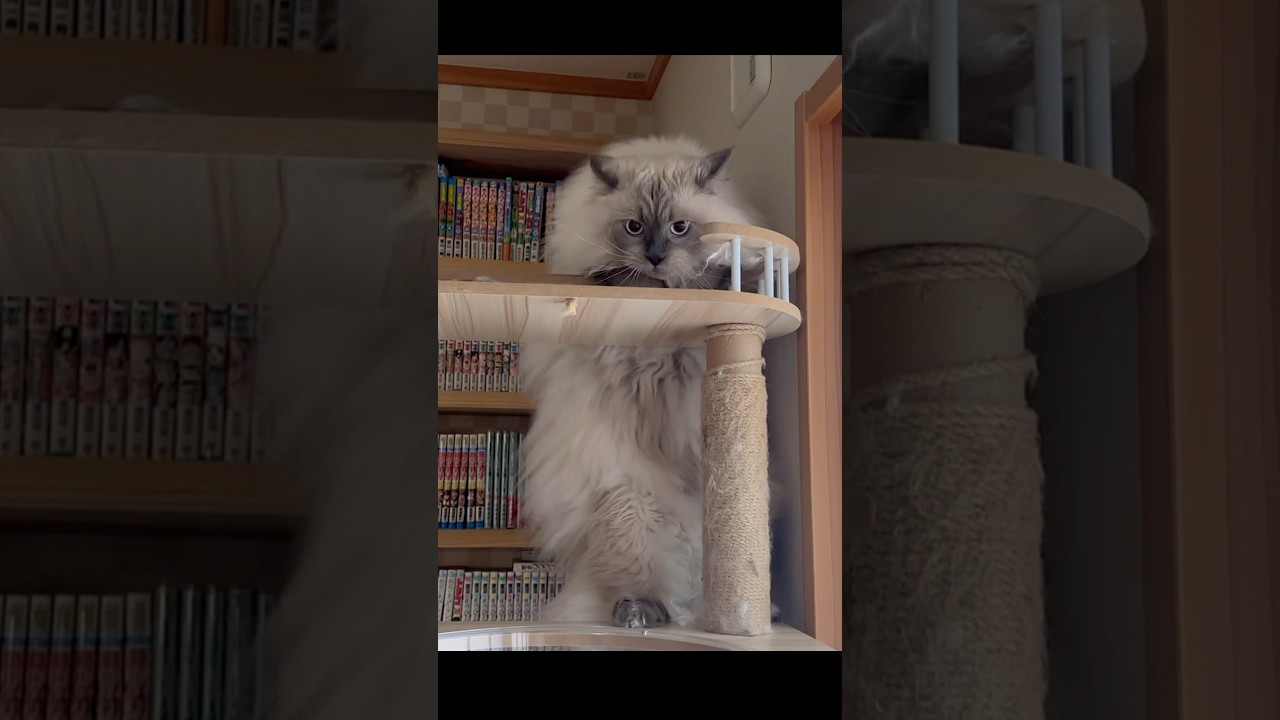 デカ猫のタワー登り方　もふもふサイベリアン　#shorts