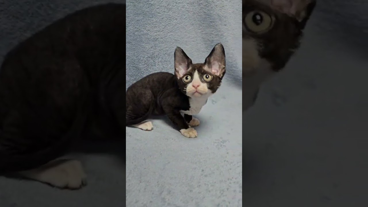 Zorro Black Bicolor Devon Rex Male Kitten Available Now | Purebred Kitties