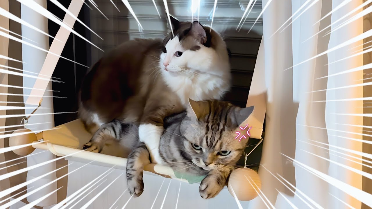 【自己中な猫】先住猫の居場所を奪う大きい破天荒ラグドール😈