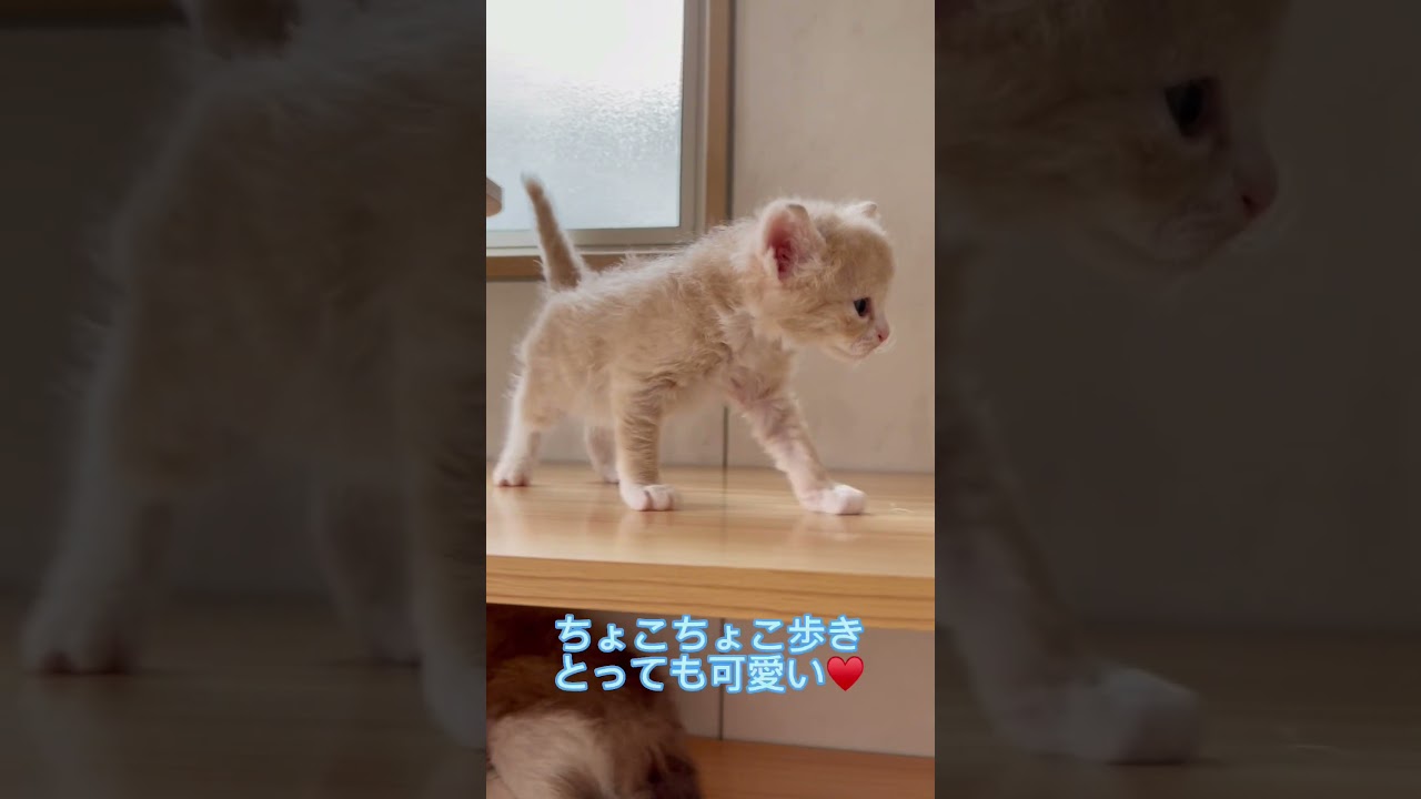 綺麗なクリームカラーのラパーマちゃん♂ 【お問合せ詳細は説明欄に記載あります】 #ブリーダー直販 #ラパーマ #猫 #マンチカン #ミヌエット #子猫 #猫のいる暮らし #子猫販売