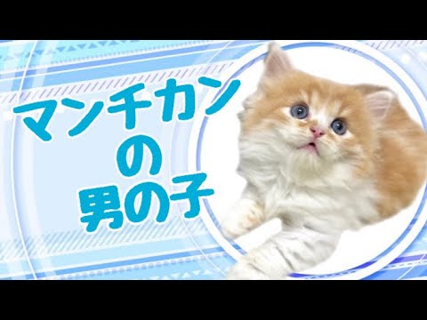 マンチカンの子猫　（平野瓜破）
