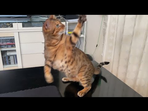 こゆちゃん体調を崩してるので次回動画遅くなるかもしれません【こゆり】