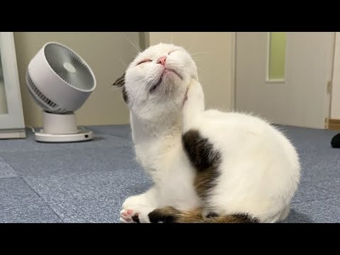 頭が平らなかいちゃんにお任せライブ配信中！#ライブ配信 #live