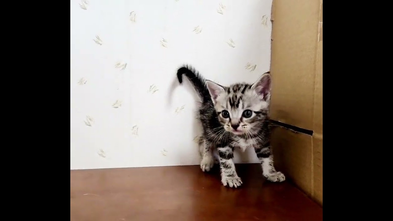 アメリカンショートヘア アメショーらしい綺麗なタビー柄　K