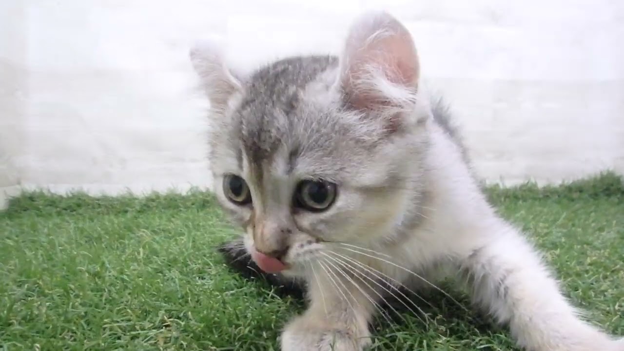 Coo&RIKU　No00690760 アメリカンカール