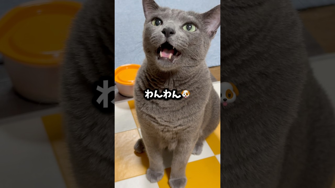【ロシアンブルー】めろん〜今日もわんわんおねだり🤭元気です🤗【猫】#shorts