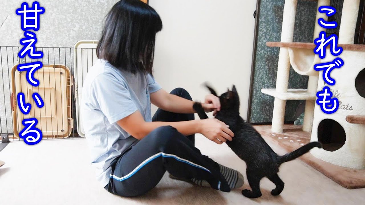 満身創痍だった子猫の最後の薬！