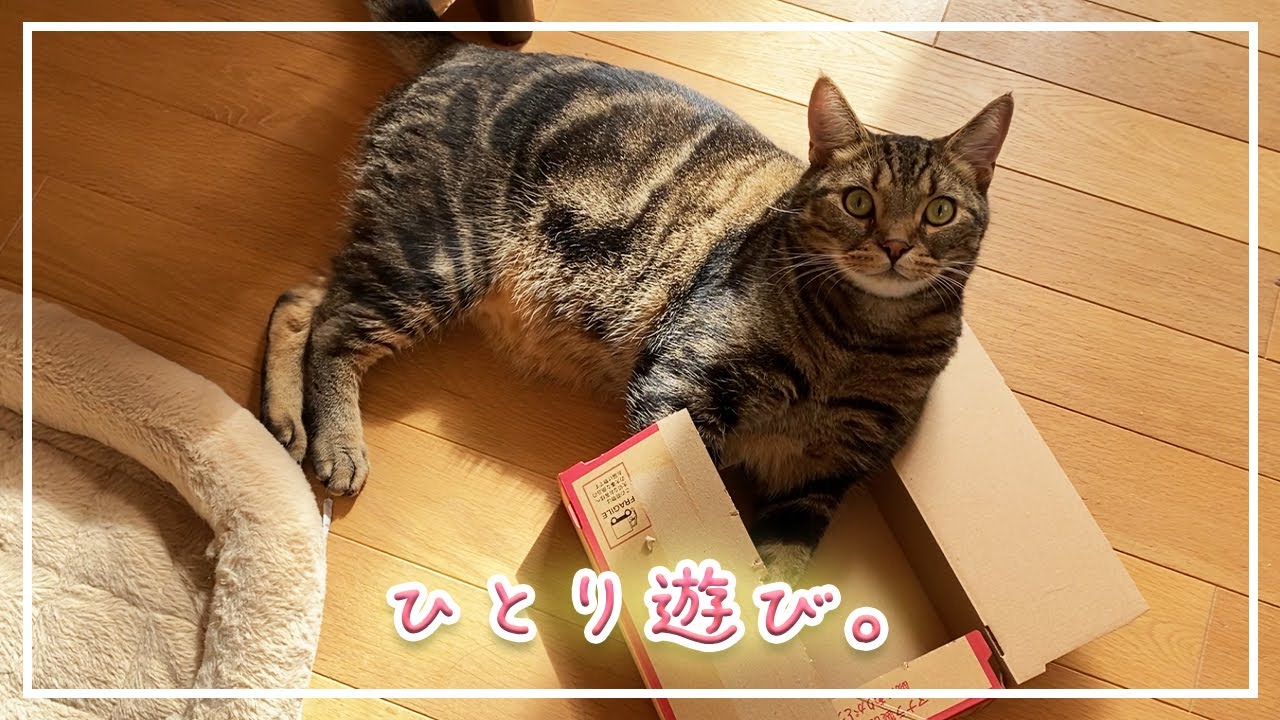 【ほっけ】暇な時の猫は大体こんな感じです【アメショ】
