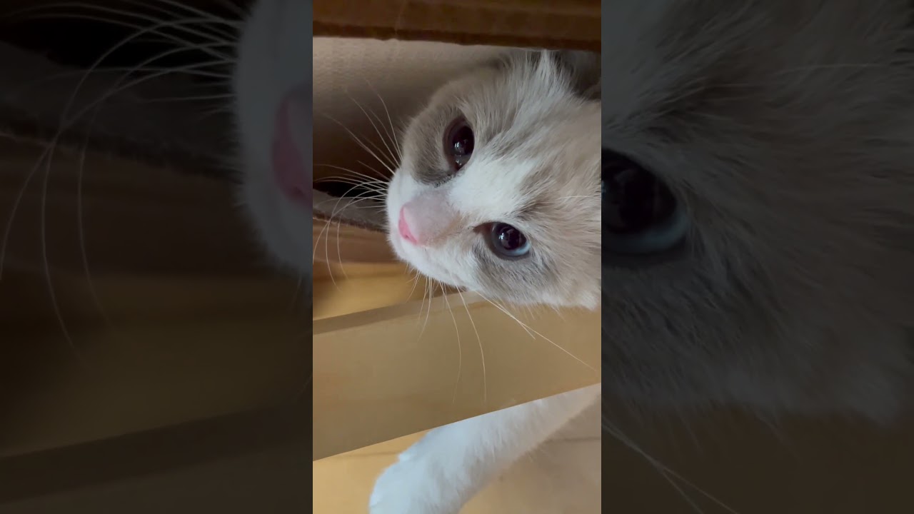 ケイちゃん、籠城するの巻#pecotv #ねこ #ラグドール