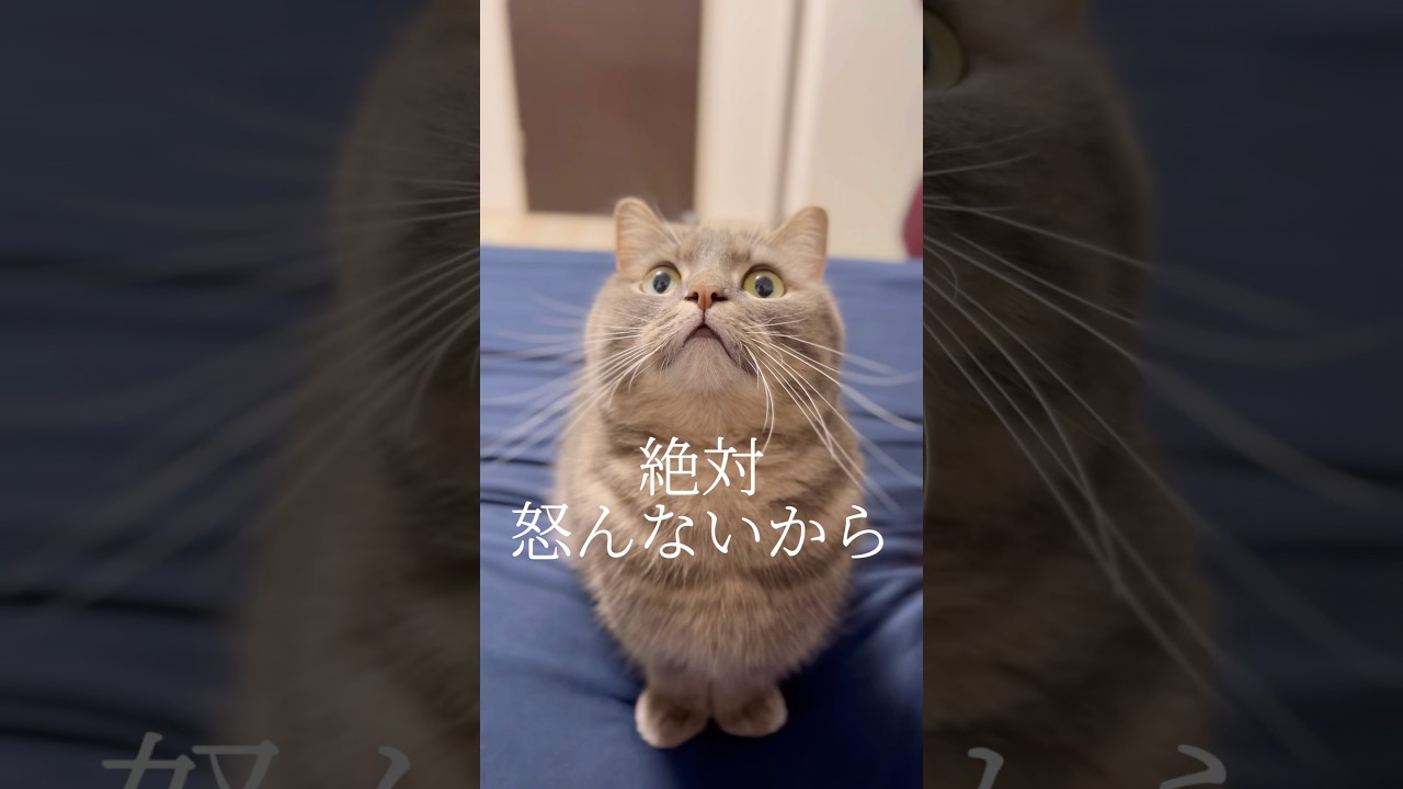 猫がパパの問いかけに正直に答えた結果...#shorts #猫 #マンチカン