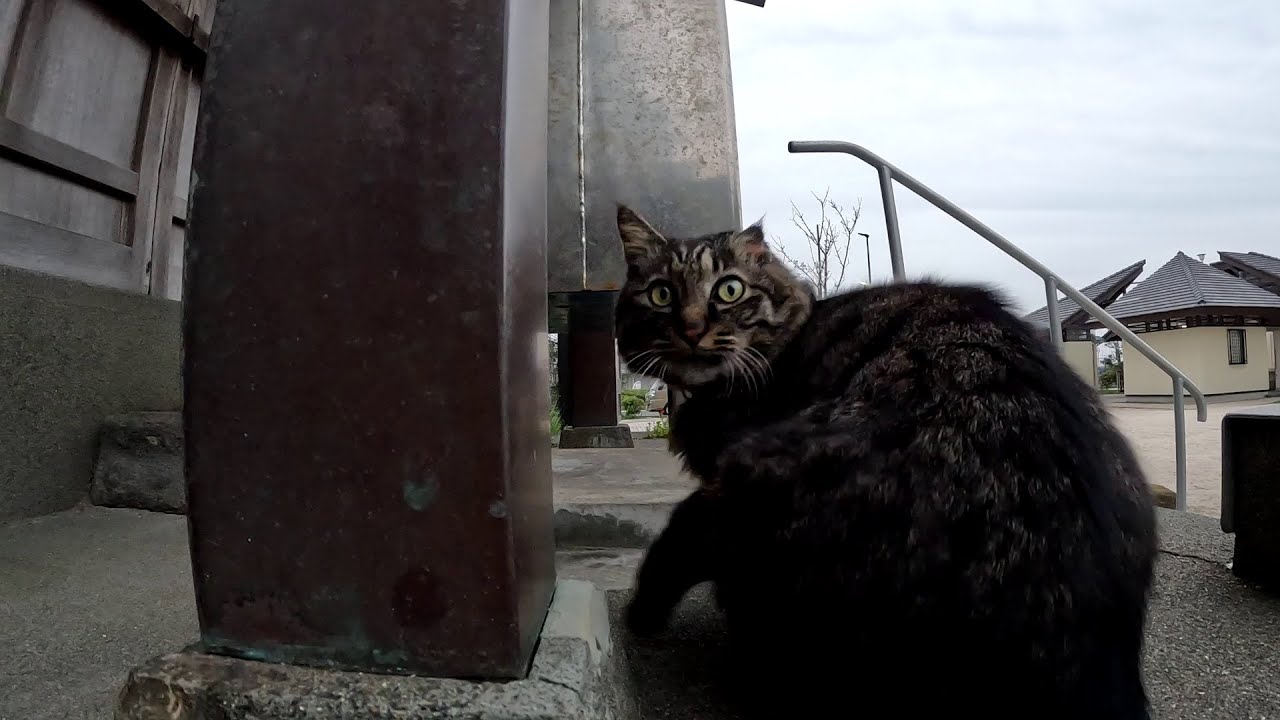 神社の黒猫が新しくできたお友達のキジトラ猫を紹介してくれたけれど、あまりにも人見知りが激し過ぎて挨拶すら拒否られる