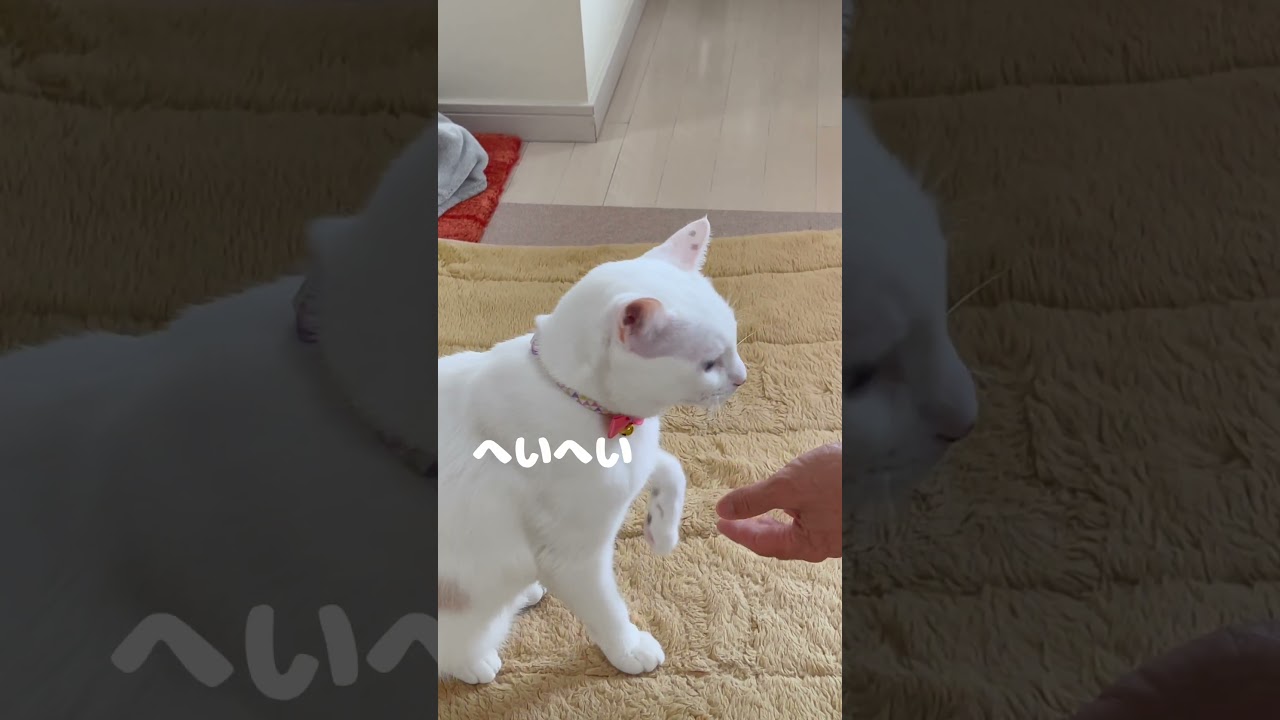 面倒くさそうにお手をする弟猫が健気すぎる