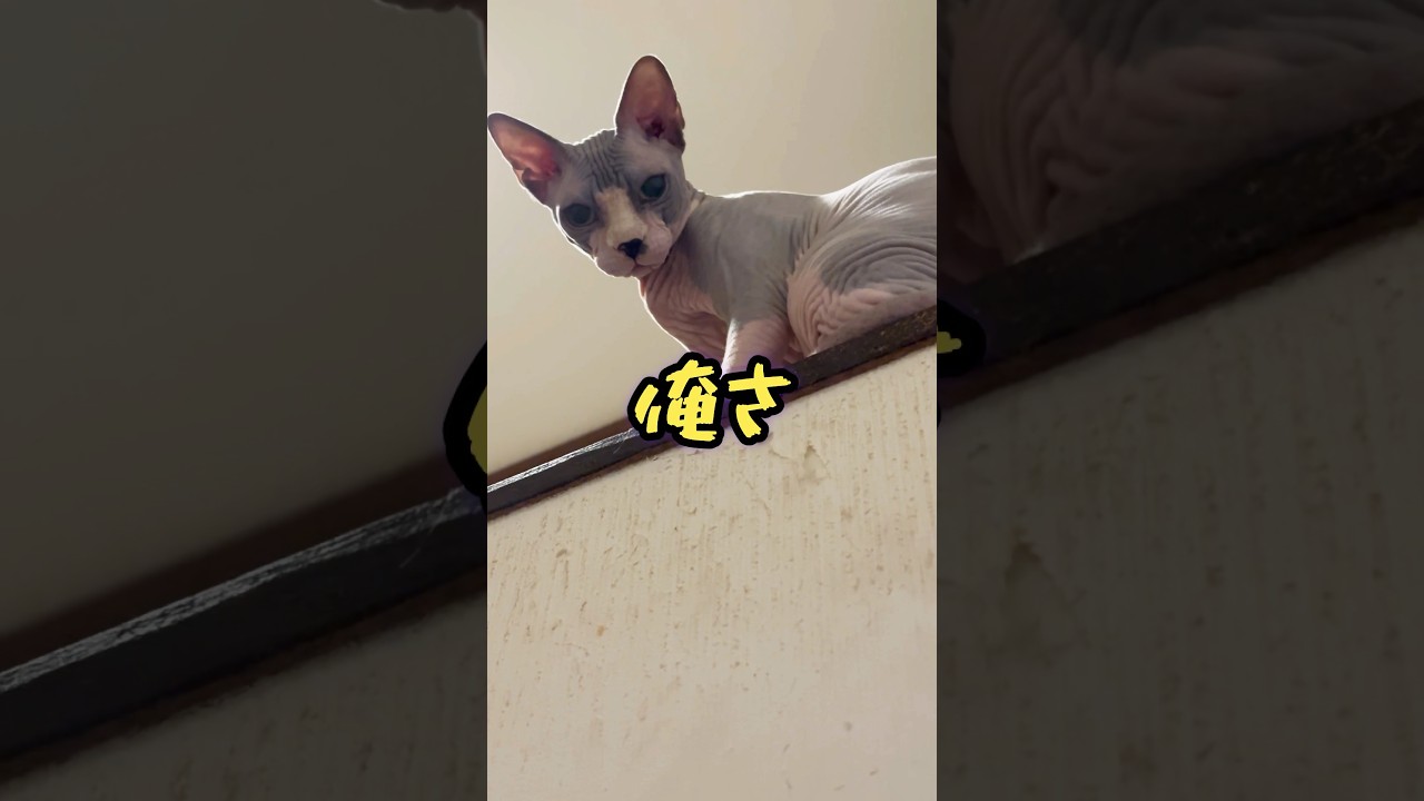 スフィンクス猫チャイとシャム猫もどきセンのそうなんだ#shorts#cat #猫#sphynx
