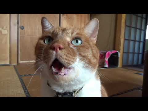 ナメやがって！猫さんの身だしなみ【侵入した野良仔猫】～家猫修行中～