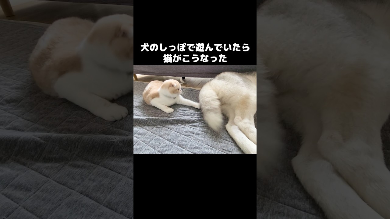犬のしっぽで遊んでいたら猫がこうなりました...笑#shorts