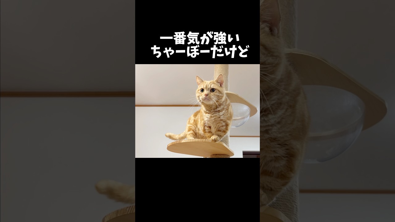 一番気が強いちゃーぼーだけど... #猫 #マンチカン #shorts