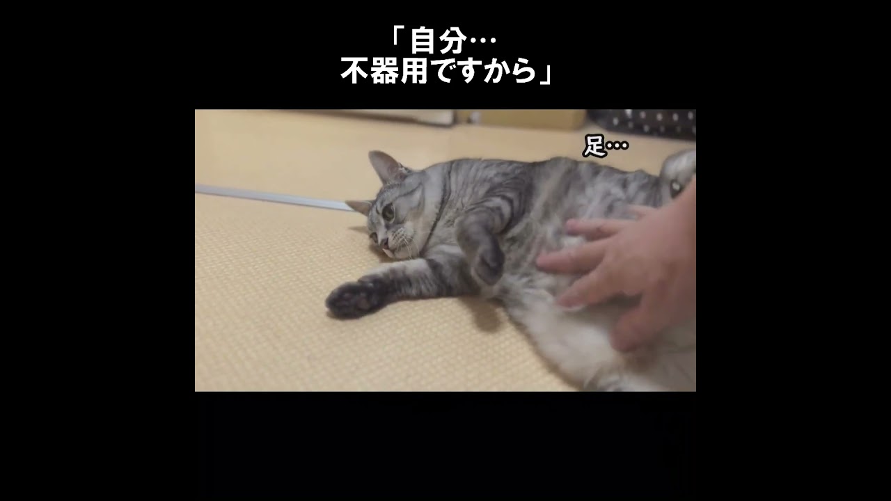 甘えるのが不器用な猫、豆太。 #初老夫婦とねこ #保護猫 #サバトラ猫 #shorts
