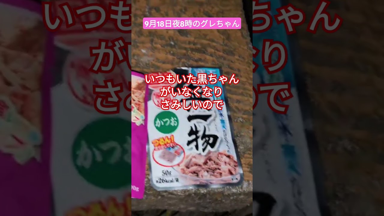 【9月18日夜8時のグレちゃん】これ以上さみしい思いはさせたくない