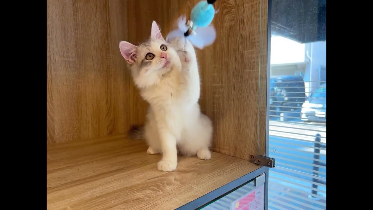 スコティッシュフォールド 可愛い男の子