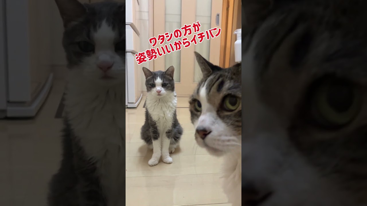 仲悪い元野良猫同士、キッチンに居すわる #cat #ねこ#19歳ぽち#17歳まちゃこ#ライバル#まだご飯の時間ではない