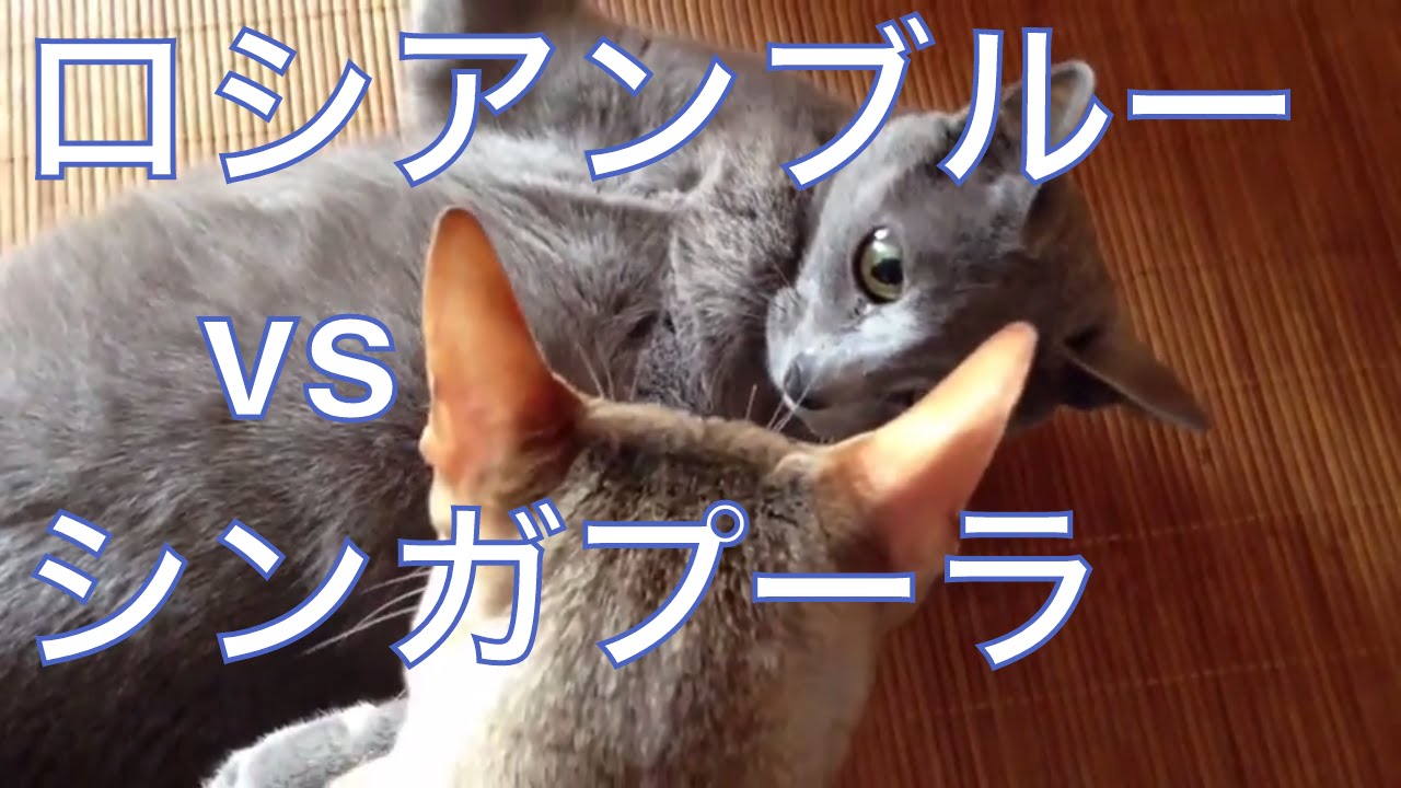 【猫おもしろ動画】ロシアンブルーvsシンガプーラ 〜Funny Cats〜