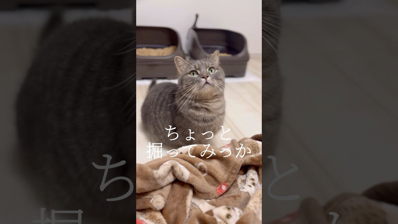 猫が埋蔵金を掘り当てました#shorts #猫 #マンチカン