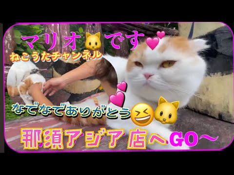 スコティッシュねこのマリオ君､那須のアジアンオールドバザールに､行きました❤️