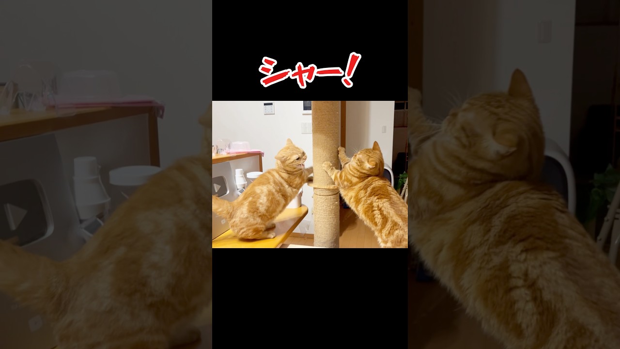 ちゃーぼーをびっくりさせてみたら... #猫 #マンチカン #shorts